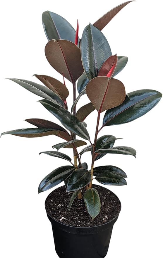 Burgundy Rubber Plant, 8 inch Pot, Live Indoor Ficus Elastica Tree, 2-3 Feet Tall