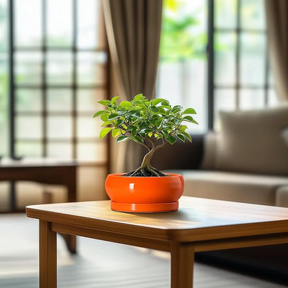 Succulent Planters 6 Inch - Small Bonsai Pots Ceramic, Succulent Pots with Drainage Hole and Saucer, Shallow Planters Indoor Outdoor, Round Cactus Pot, Office Decor, Gardening Gift, Orange