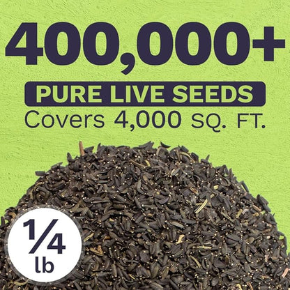 Plains Coreopsis Seeds – Native Flowers – Bulk Quarter Pound Bag – Over 400,000 Open Pollinated Non-GMO Wildflower Seeds – Coreopsis tinctorial