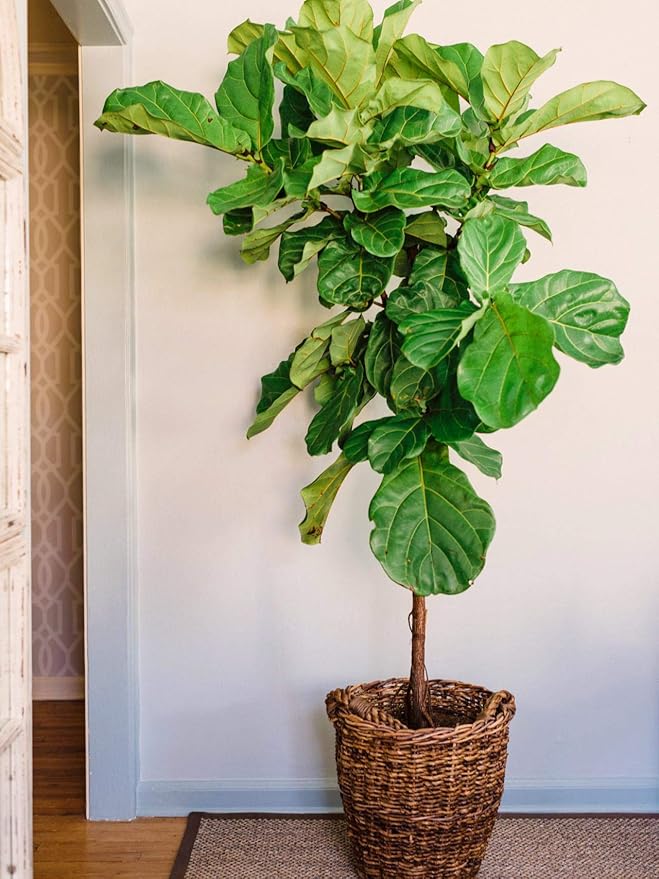Fiddle Leaf Fig Slow-Release Fertilizer by Perfect Plants - Resealable 5oz. Bag - Consistent Nutrient Enrichment - for Indoor and Outdoor Use on All Ficus Varieties