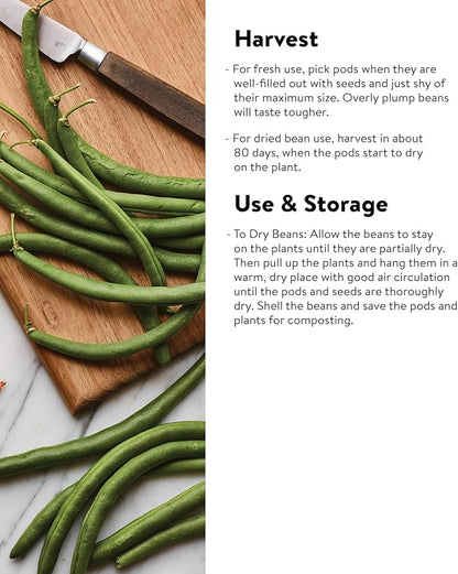 Burpee Stringless Green Pod Bush Bean Seeds 8 ounces of seed
