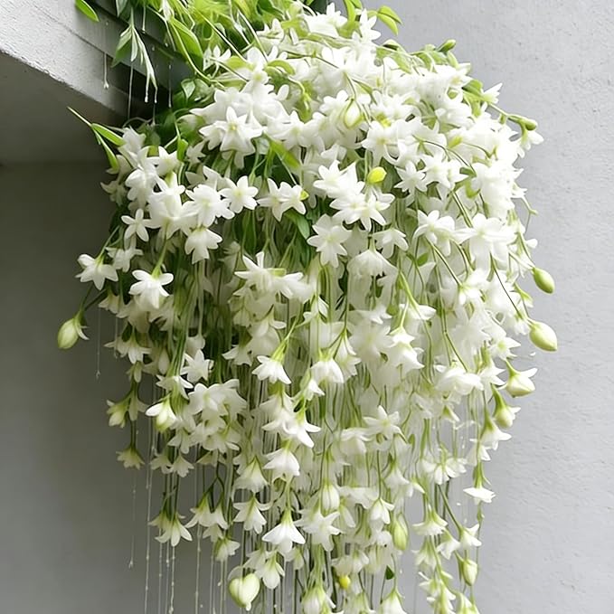 Climbing Jasmine Flower Seeds, 100 Non-GMO Jasmine Gardenia Seeds, Fragrant Flower, Climbing Flower Seed for Home Garden Outdoor, Indoor