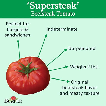 Burpee 'Supersteak' Hybrid | Large Red Beefsteak Slicing Tomato | 125 Seeds
