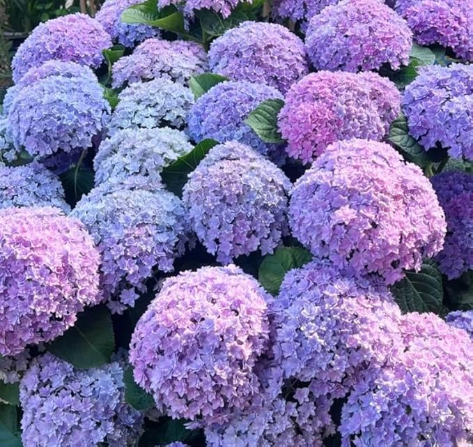 150+ Hydrangea Seeds - Mixed Color Perennial Flowers (Blue, Pink, Red & White) for Garden, Landscape & Wedding Decor – Hardy, Non-GMO, Heirloom Seed for Outdoor Planting & Potted Plants