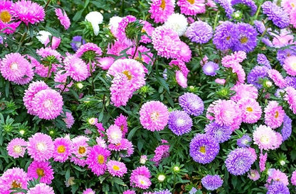 200+ Perennial Aster Flower Seeds for Planting Outdoors-Rainbow Flower Garden Home Fragrant Butterfly