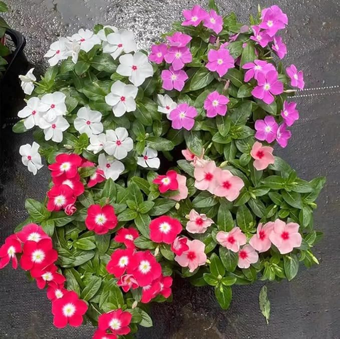 100PCS Mixed Vinca Minor Seeds Periwinkle Home Garden Seeds Heirloom Flower Seeds