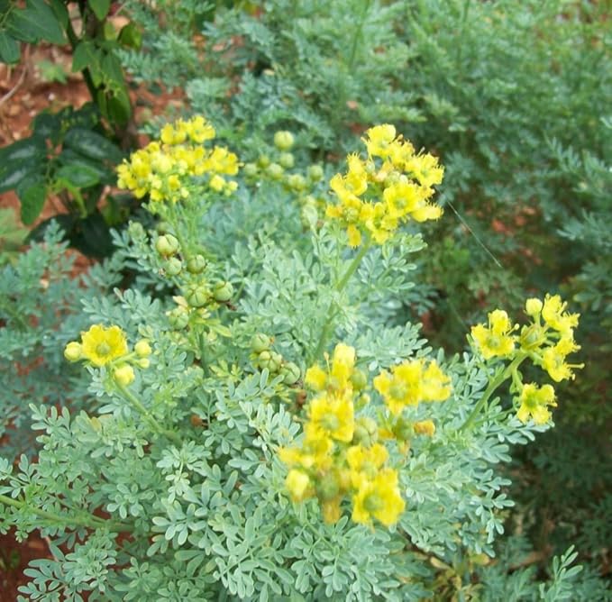 Rue 150 Seeds (Ruta Graveolens) Heirloom - Non GMO - Open Pollinated
