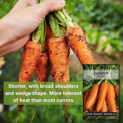 Sow Right Seeds - Kuroda Carrot Seeds for Planting - Non-GMO Heirloom Packet with Instructions to Plant a Home Vegetable Garden - Great for Outdoor Fall Planting - Great Gardening Gift (4)