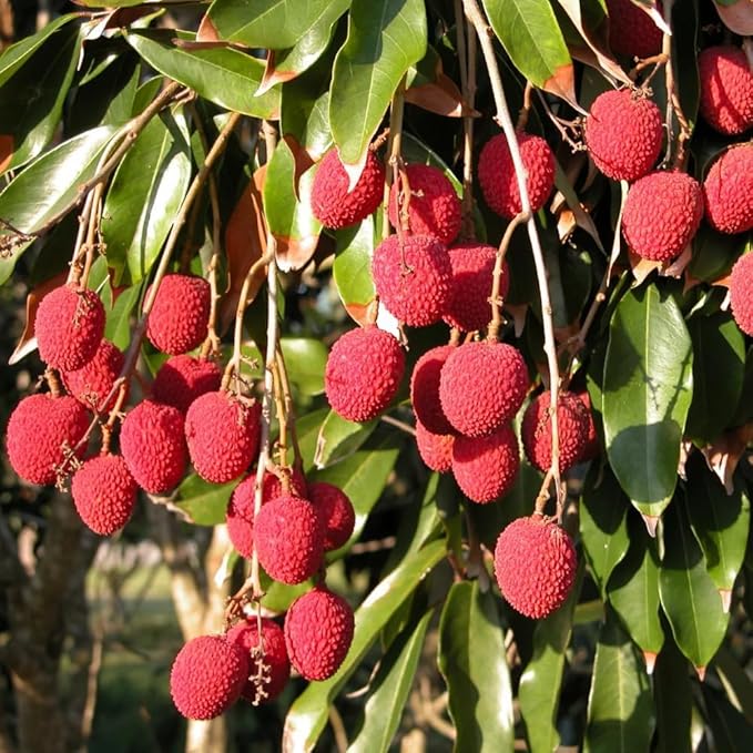 20 Giant Lychee Seeds Exotic Fruit Heirloom Sweet Tropical Fruit Litchi Chinensis Seed