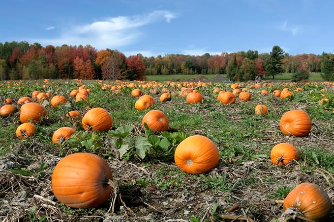 Big Max Pumpkin Seeds - 100 Pounds and Up! - 20 Seeds