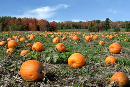 Big Max Pumpkin Seeds - 100 Pounds and Up! - 20 Seeds
