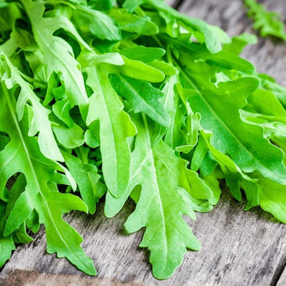 Todd's Seeds Sprouting Arugula Seeds Microgreens for Salads and Sandwiches, One Pound of Seed, Non-GMO, Chemical Free, Grown in The USA, Hand Inspected