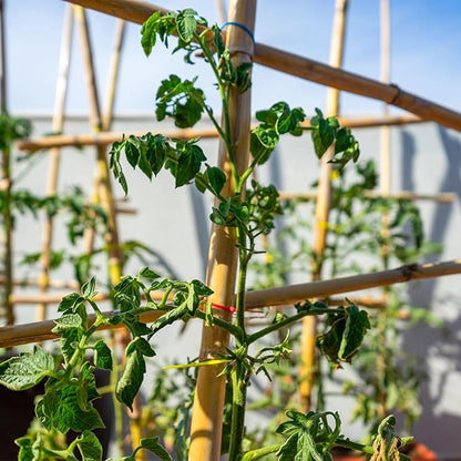 Plant Stakes,25Pcs Bamboo Stakes,3 FT Natural Bamboo Plant Support Stakes,Bamboo Stakes for Indoor and Outdoor Plants Tomatoes Beans Flowers Potted Plants Climbing Support