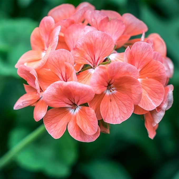 Pinto Premium Series Geranium Salmon ~ 10 Seeds – Pelargonium x hortorum | 12-18" Upright Plants, 4-5" Blooms | Annual or Perennial | Heat & Drought Tolerant | Mixed Colors | Non-GMO