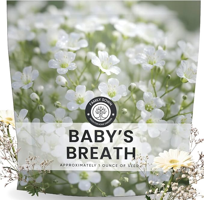 Baby’s Breath – 22,000 Seeds for Planting – 2026 Season – 1 Ounce Pouch