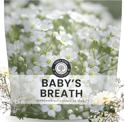 Baby’s Breath – 22,000 Seeds for Planting – 2026 Season – 1 Ounce Pouch