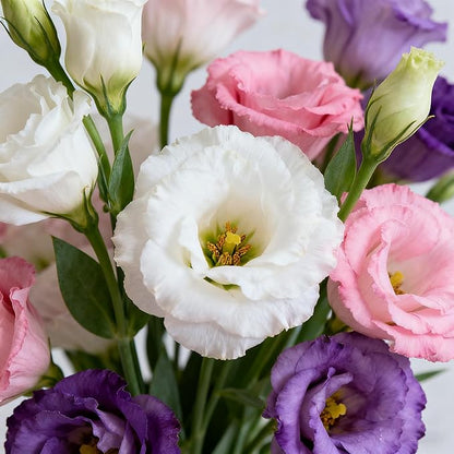 300+ Lisianthus Flower Seeds for Planting, Mixed Color Annual Lisianthus Seeds, Non-GMO Thornless Lisianthus Flowers Seed for Home Garden Outdoor