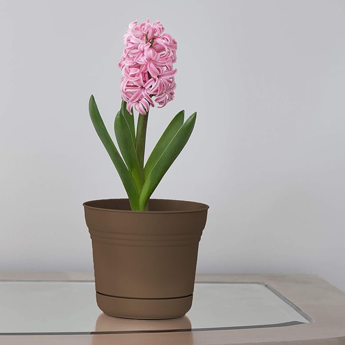 Bloem Saturn Planter with Saucer, 7", Chocolate (SP0745)