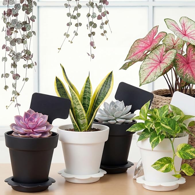 36 Packs Cupcake Plant Nursery Pots with Humidity Dome Small Flower Pots Plastic Planting Containers Cups with Saucers and Shovel for Indoor Outdoor Plant Succulent Display(Black and White)