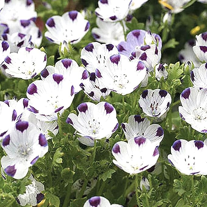 1 Oz Alternative Lawn Wildflower Seed Mix - Water Saving Ground Cover - Marde Ross & Company