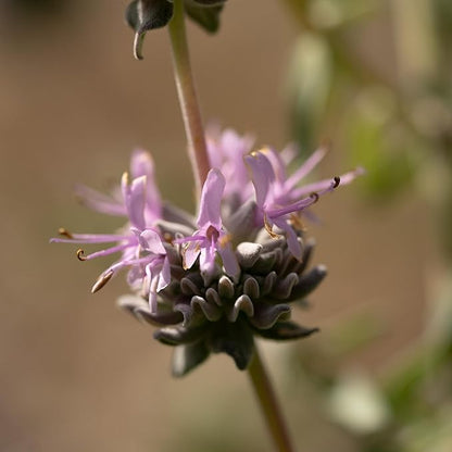 Plant Good Seed California Natives Seeds for Planting - 8 Packet Collection - Sage, Yarrow, Nettle, Poppy, Lupine, Mugwort, Hyssop - Wildflower Variety Pack