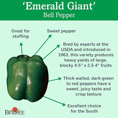 Burpee Emerald Giant Sweet Pepper Seeds 30 seeds