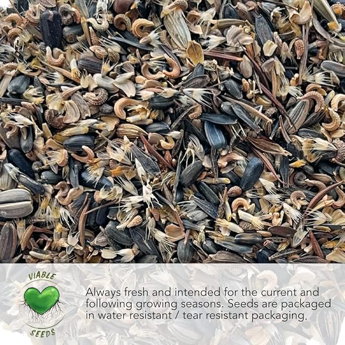 Seed Needs Cornflower Seeds for Planting Dwarf Blue Bachelor's Button Wildflowers - Heirloom & Open Pollinated Flowers to Plant and Grow an Outdoor Home Grown Butterfly Garden (1 Pack)