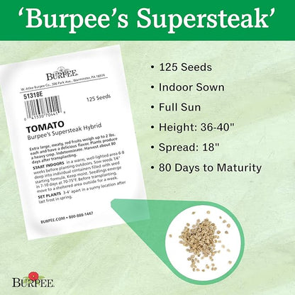 Burpee 'Supersteak' Hybrid | Large Red Beefsteak Slicing Tomato | 125 Seeds