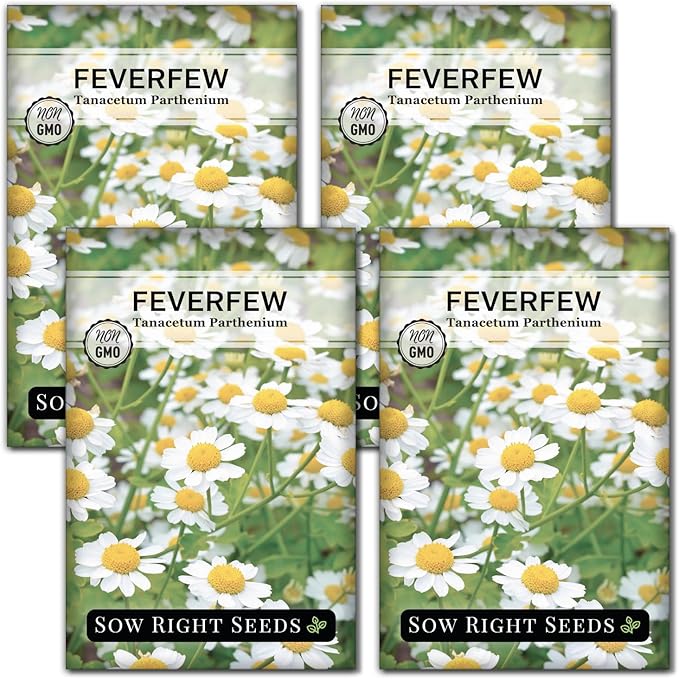 Sow Right Seeds - Feverfew Seeds for Planting - Non-GMO Heirloom Packet with Instructions to Plant an Outdoor or Indoor Herb Garden - Traditional Medicinal Herb, Make Tea & Extract for Migraines (4)