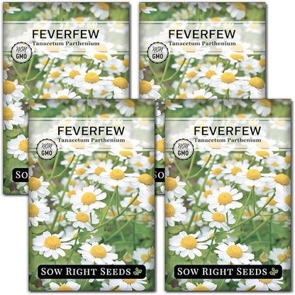 Sow Right Seeds - Feverfew Seeds for Planting - Non-GMO Heirloom Packet with Instructions to Plant an Outdoor or Indoor Herb Garden - Traditional Medicinal Herb, Make Tea & Extract for Migraines (4)