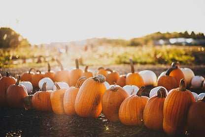 Park Seed Large Marge Hybrid Pumpkin Seeds – Non-GMO, Giant Deep Orange Pumpkins with Blocky Ribbed Shape & Strong Handles, High-Yield Variety for Fall Displays, Pack of 10