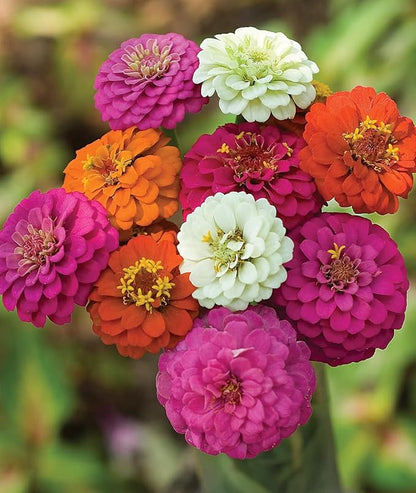 1000+ Zinnia Seeds Flower Seeds for 2026 Planting, 0.35 Oz, 5 Varieties (Pink, Yellow, Orange, White, Purple), 10G Mixed Colors and Large Blooms, Open Pollinated - Bulk (0.35 Ounce Pouch)