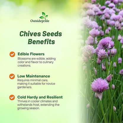 Outsidepride 1/4 lb.. Perennial Chives Herb Garden Seeds for Microgreens, Sprouts, & Cooking