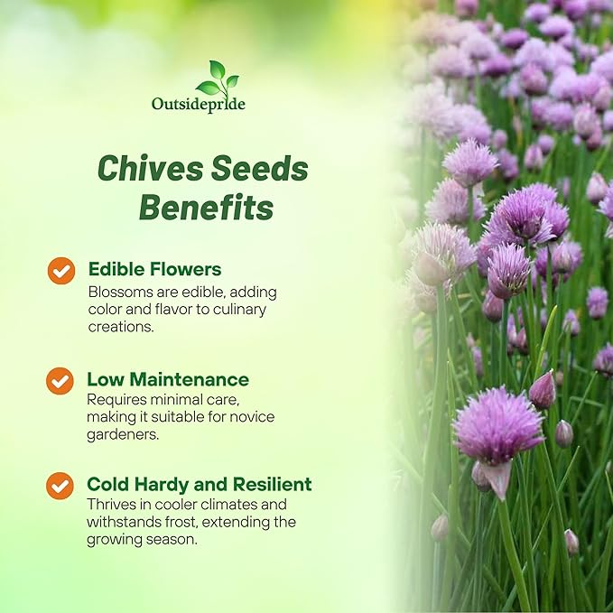 Outsidepride 1 oz. Perennial Chives Herb Garden Seeds for Microgreens, Sprouts, & Cooking