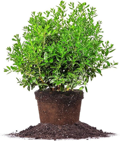 Needlepoint Holly - Size: 1 Gallon, Live Plant, Includes Special Blend Fertilizer & Planting Guide