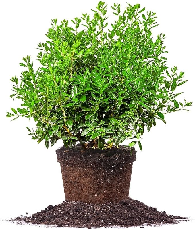 Needlepoint Holly 3 Gallon