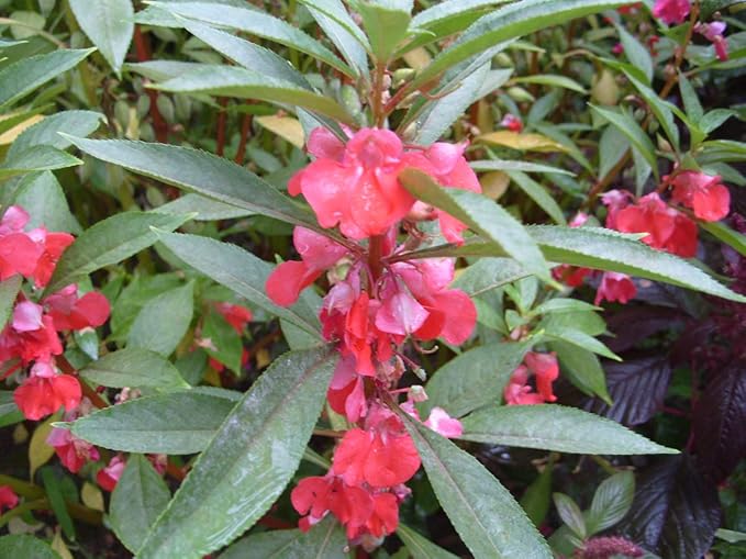 Seeds Balsam Garden Mix Touch-Me-Not Hanging Annual Flower Non GMO