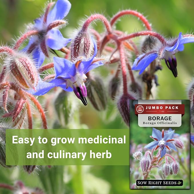 Sow Right Seeds - Bulk Borage Seeds for Planting - 1 Ounce, 1200 Seeds - Non-GMO Heirloom - Jumbo Pack with Instructions to Plant a Home Herb Garden Outdoors - Enjoy a Bountiful Harvest