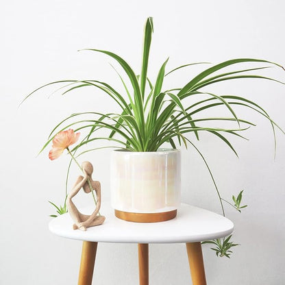 Gepege White Indoor Pots for Plants, Ceramic Planter with Drainage Hole, 6.0 inch+5.0 Inch+4.0 Inch. Succulent Orchid Flower Pot - Rainbow Pearl Glaze