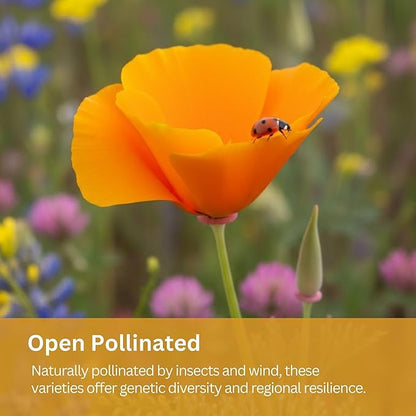 Drought Tolerant Wildflower Mix – 20,000+ Seeds – 1 oz Bulk Extra Large Resealable Packet – Non-GMO Flower Seeds for Dry Climates – Black-Eyed Susan, Coreopsis, California Poppy & More