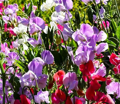 Sweet Pea Seeds 100 Seeds - Non-GMO Heirloom Seeds Brightly Colored Flowering Vines for Pergolas, Flower Beds, Balconies and Patios