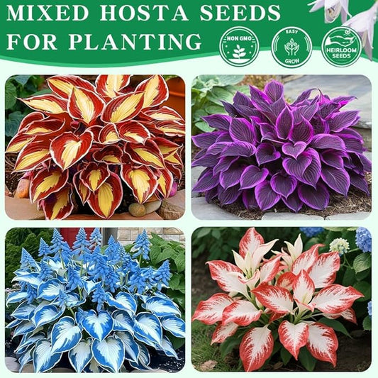 Hosta Seeds 110+ Mixed, Shade-Resistant Perennial Plants, Unique Leaf Color Combinations, Perfect for Garden Borders, Flower Beds & Containers, Easy Grow, Extremely Hardy