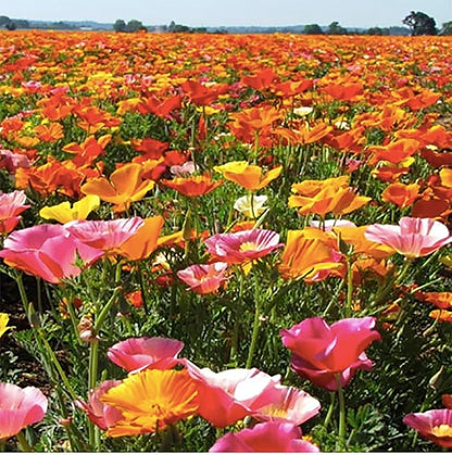 Mission Bells - California Poppy Mix Seeds - Approximately 3,200 Seeds