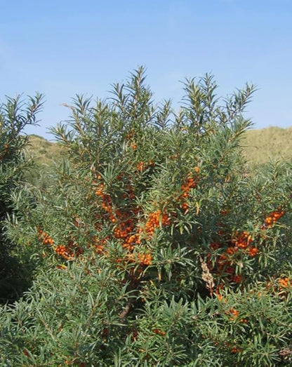 50PCS Sea Buckthorn Seeds Hippophae Rhamnoides Perennial Shrub Seeds Edible Fruit Tree Seeds Easy Grow Outdoor Indoor