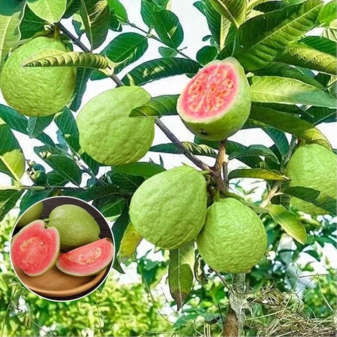 100+ Organic Pink Guava Seeds for Planting,Psidium Guajava Seeds Non-GMO Heirloom,Tropical Fruit Seed Vitamin C Rich Exotic and Delicious Fruits for Garden Home Outdoor