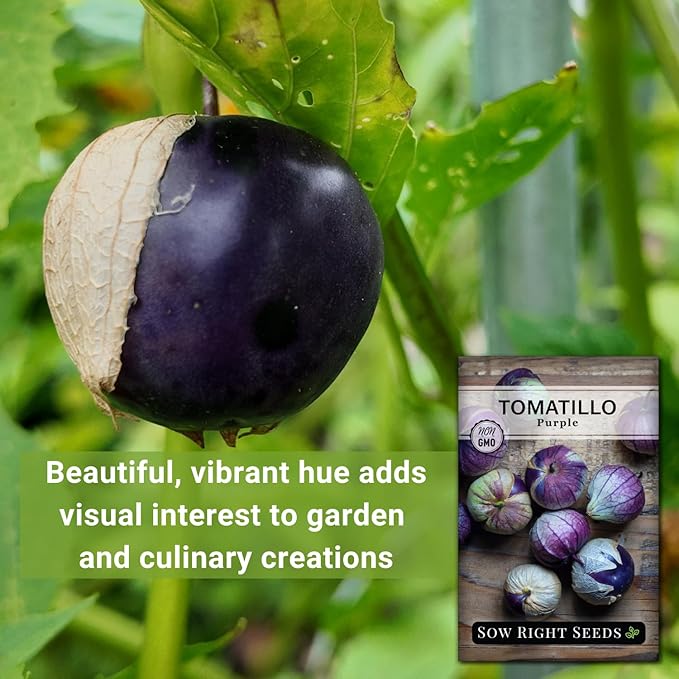 Sow Right Seeds - Purple Tomatillo Seeds for Planting - Non-GMO Heirloom Packet with Instructions to Plant an Outdoor Home Vegetable Garden - Mexican Husk Tomato - Ground Cherries Great for Salsa (2)