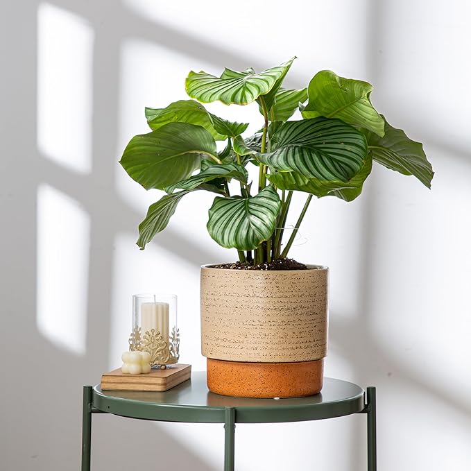 Self Watering Ceramic Planter: 8 Inch Plant Pot with Drainage Hole & Water Storage Plus for Outdoor & Indoor Plants, Succulents, Herbs - Flower Pot for Home or Office Decor - Brush