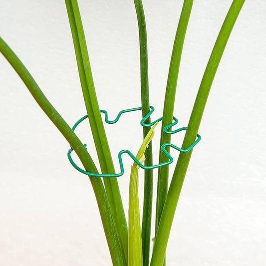 Monstera Plant Stem Support - 4.13 x 2.95 Inches 5 Pack Durable Leaf Holder for Climbing Plants, Ideal for Monstera & Vining Plants, Elegant Design for Plant Lovers