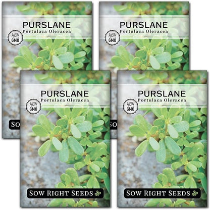 Sow Right Seeds - Purslane Seeds for Planting - Non-GMO Heirloom Packet with Instructions to Grow an Outdoor or Indoor Vegetable Garden - Rare Edible & Culinary Variety - Medicinal Benefits & Uses (4)