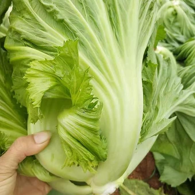 100 Pcs Seeds Heirloom | Non-GMO | Chinese Asian Vegetable Seeds Fresh Garden Seeds, Seeds, Gardeners Choice!